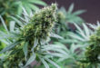 Pot